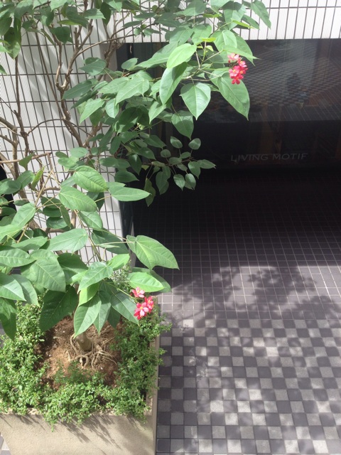 f:id:waxing-and-waning_moon:20140826224656j:plain f:id:waxing-and-waning_moon:20140826224656j:plain