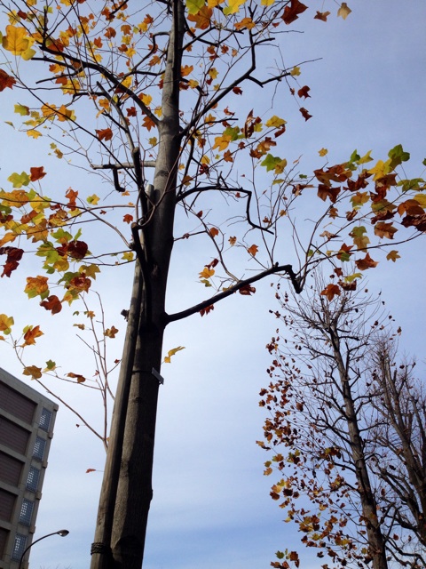 f:id:waxing-and-waning_moon:20141210221633j:plain f:id:waxing-and-waning_moon:20141210221633j:plain