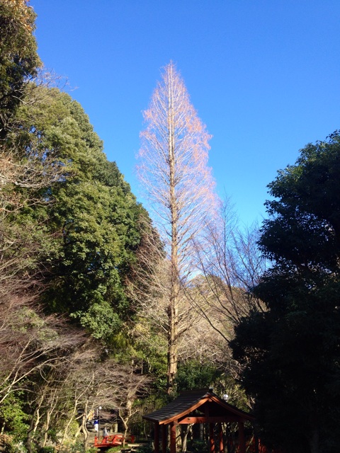 f:id:waxing-and-waning_moon:20150105213650j:plain f:id:waxing-and-waning_moon:20150105213650j:plain