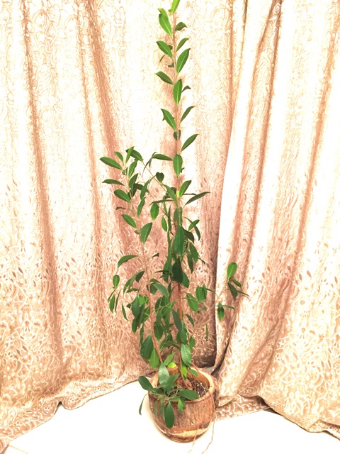 f:id:waxing-and-waning_moon:20150124182906j:plain f:id:waxing-and-waning_moon:20150124182906j:plain