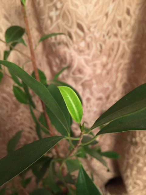 f:id:waxing-and-waning_moon:20150128230345j:plain f:id:waxing-and-waning_moon:20150128230345j:plain