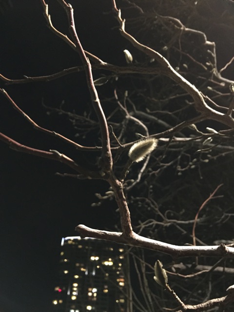 f:id:waxing-and-waning_moon:20150216214257j:plain f:id:waxing-and-waning_moon:20150216214257j:plain