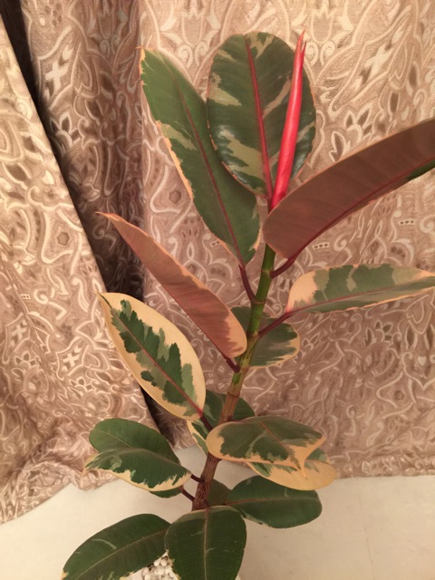 f:id:waxing-and-waning_moon:20150308202853j:plain f:id:waxing-and-waning_moon:20150308202853j:plain