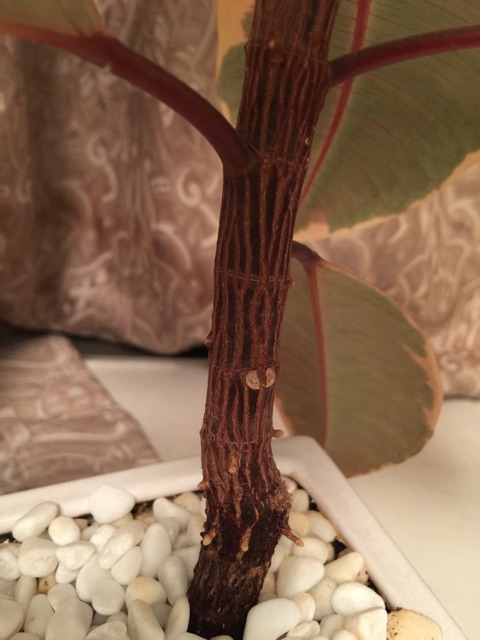 f:id:waxing-and-waning_moon:20150404200709j:plain f:id:waxing-and-waning_moon:20150404200709j:plain