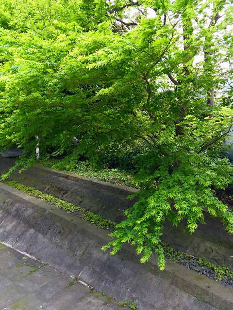 f:id:waxing-and-waning_moon:20150425222103j:image f:id:waxing-and-waning_moon:20150425222103j:image
