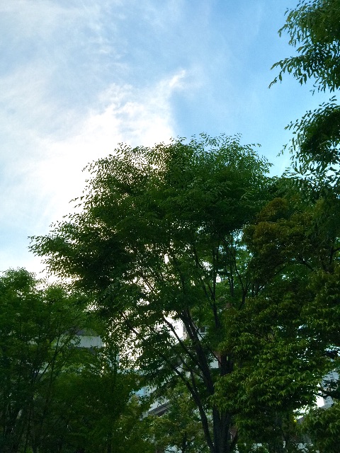 f:id:waxing-and-waning_moon:20150517221233j:image f:id:waxing-and-waning_moon:20150517221233j:image