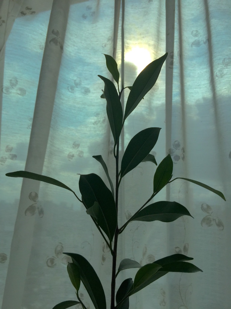 f:id:waxing-and-waning_moon:20150812211124j:image f:id:waxing-and-waning_moon:20150812211124j:image