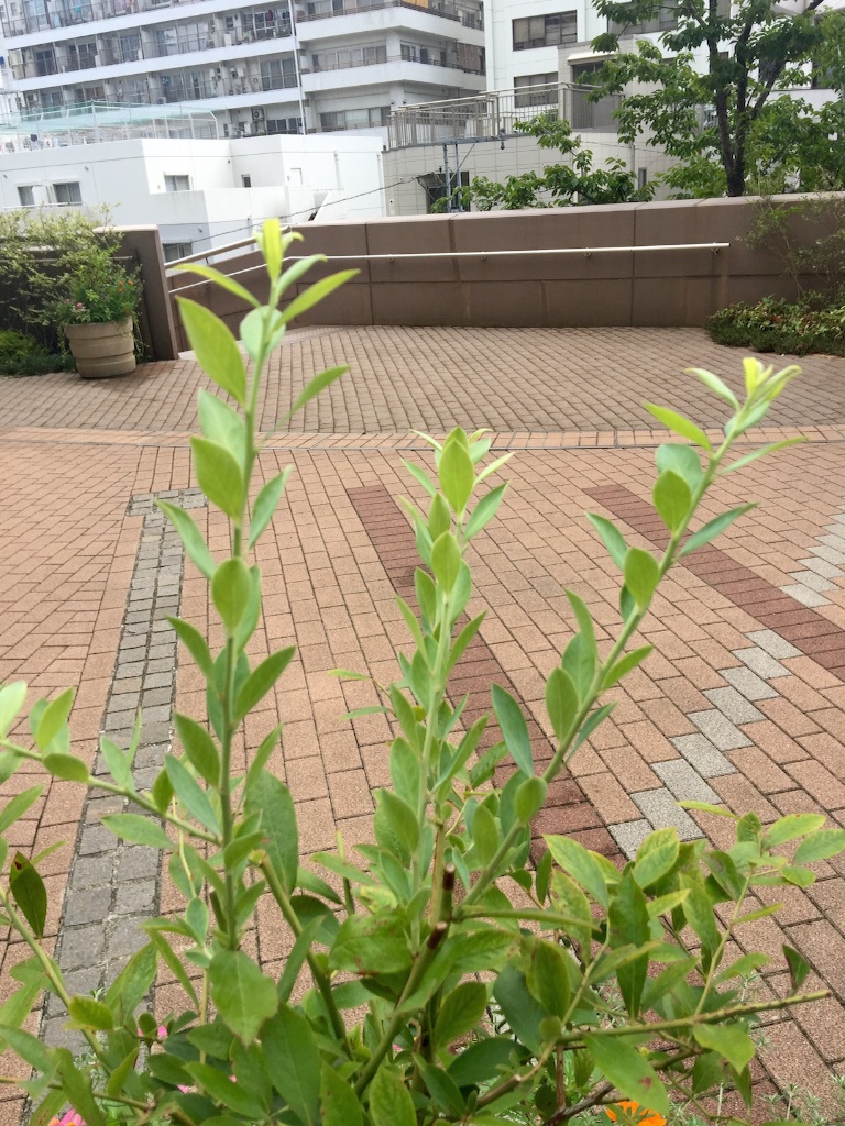 f:id:waxing-and-waning_moon:20150822210609j:image f:id:waxing-and-waning_moon:20150822210609j:image
