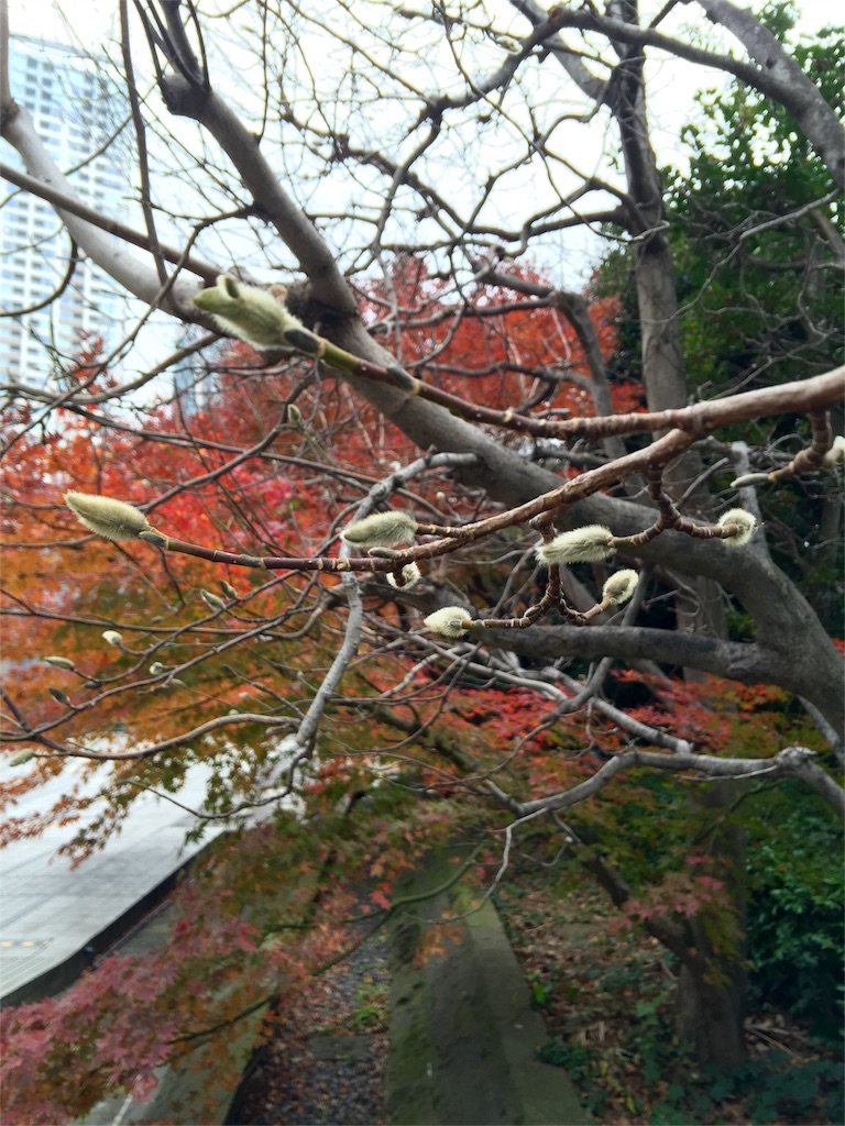 f:id:waxing-and-waning_moon:20151223161426j:image f:id:waxing-and-waning_moon:20151223161426j:image