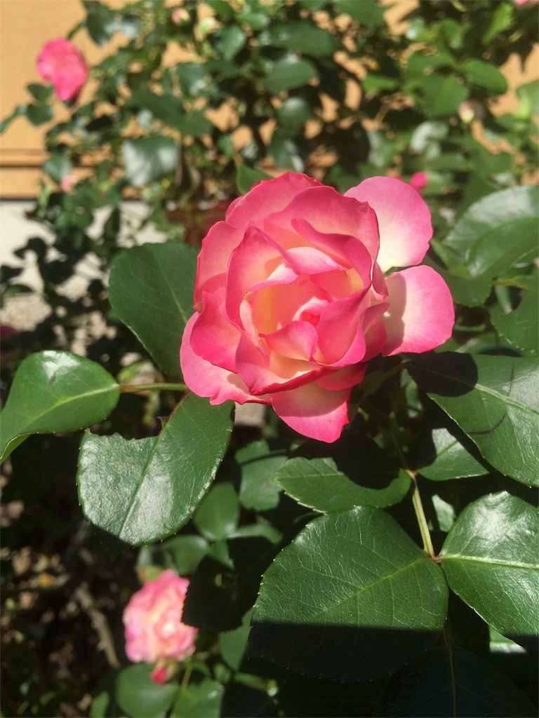 f:id:weliveinjoy:20160518163112j:image f:id:weliveinjoy:20160518163112j:image