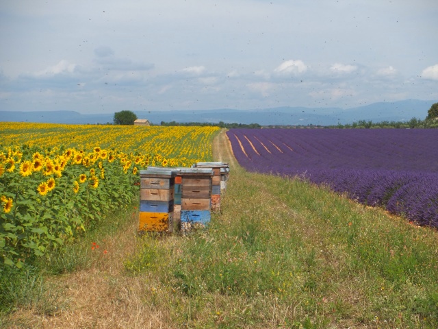 f:id:wellwalk:20140706234937j:plain f:id:wellwalk:20140706234937j:plain