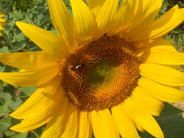 f:id:wellwalk:20140706235259j:plain f:id:wellwalk:20140706235259j:plain