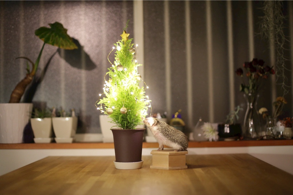 f:id:what_are_little_girls_made_of266:20151209024158j:image f:id:what_are_little_girls_made_of266:20151209024158j:image
