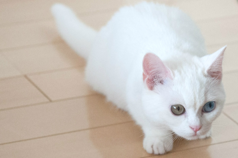 f:id:white-plum:20150418021936j:plain f:id:white-plum:20150418021936j:plain