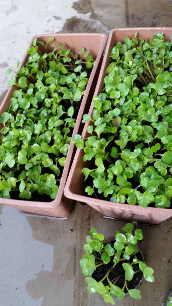 f:id:wide-tree:20160405070125j:plain