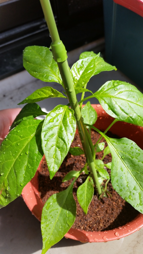 f:id:wide-tree:20160409102816j:plain