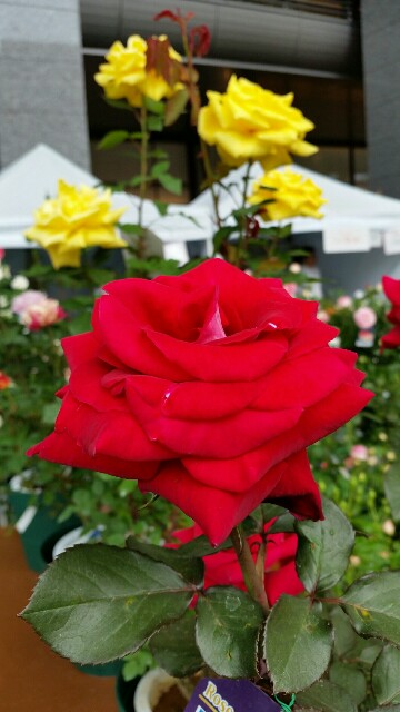 f:id:wide-tree:20160426062910j:image