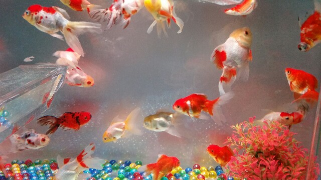 f:id:wide-tree:20160426063939j:image