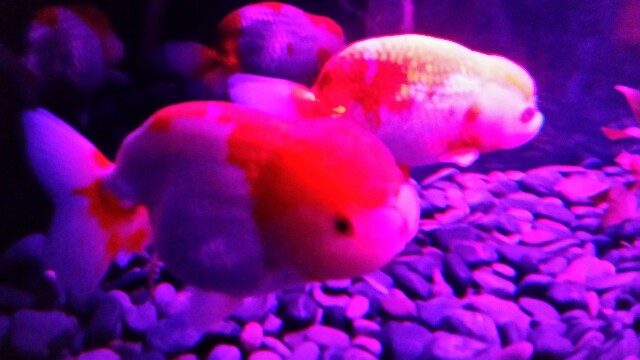 f:id:wide-tree:20160426064505j:image