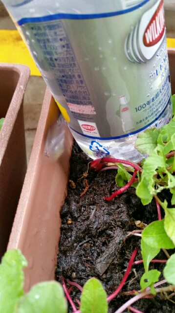 f:id:wide-tree:20160507193225j:image