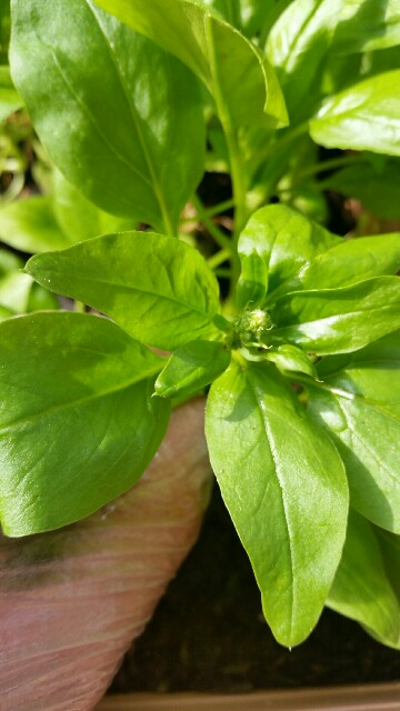 f:id:wide-tree:20160608092743j:image f:id:wide-tree:20160608092743j:image
