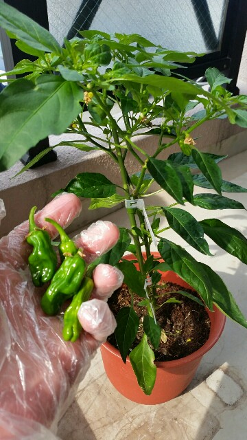 f:id:wide-tree:20160608113007j:image f:id:wide-tree:20160608113007j:image