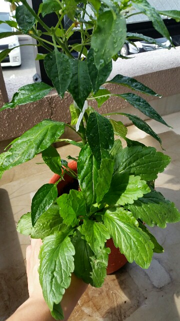 f:id:wide-tree:20160608113856j:image f:id:wide-tree:20160608113856j:image