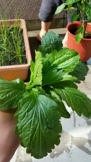 f:id:wide-tree:20160608113936j:image f:id:wide-tree:20160608113936j:image