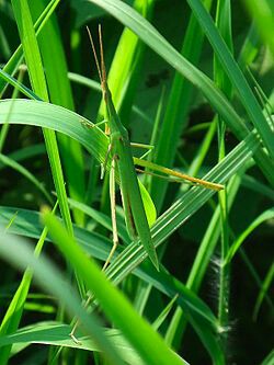 f:id:wide-tree:20160615081716j:image f:id:wide-tree:20160615081716j:image