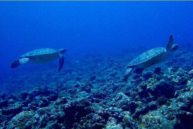 f:id:wild_cat:20150619043455j:image f:id:wild_cat:20150619043455j:image