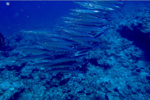 f:id:wild_cat:20150619124745j:image f:id:wild_cat:20150619124745j:image
