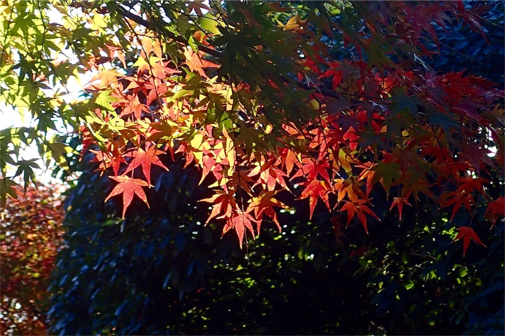 f:id:wild_cat:20151128140025j:image f:id:wild_cat:20151128140025j:image