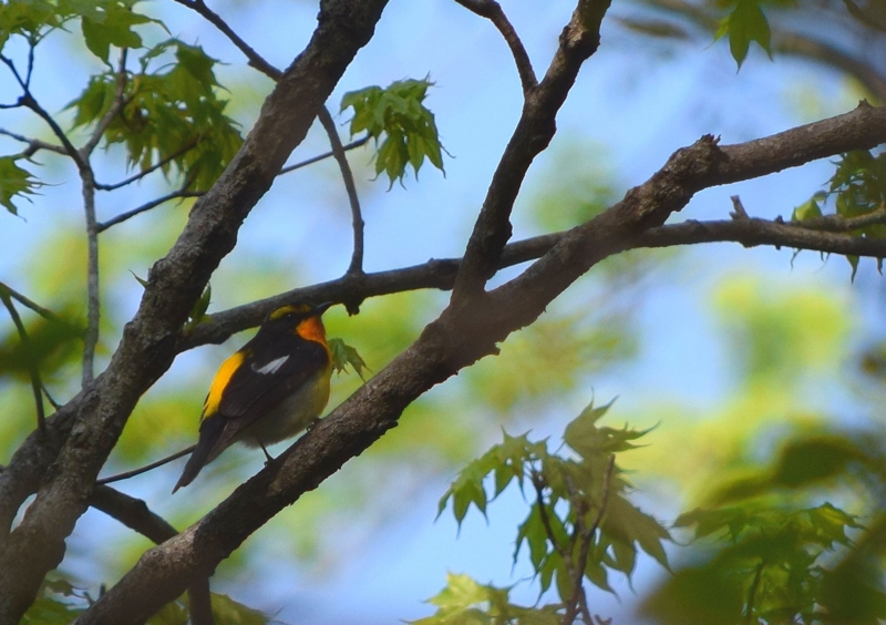 f:id:wildbird_zp:20150520123042j:plain f:id:wildbird_zp:20150520123042j:plain