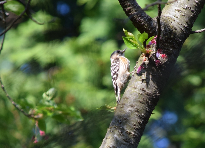 f:id:wildbird_zp:20150520123129j:plain f:id:wildbird_zp:20150520123129j:plain