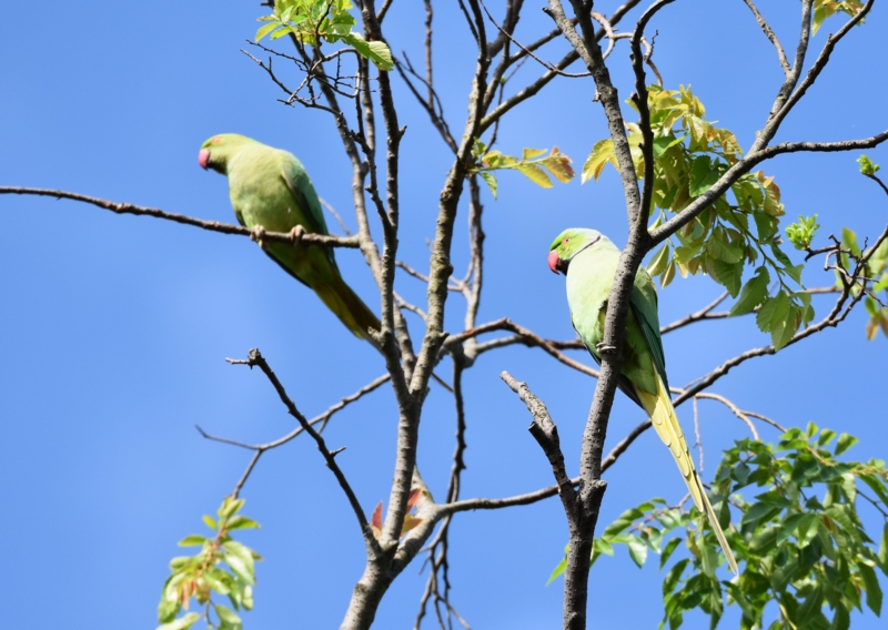 f:id:wildbird_zp:20150522201240j:plain f:id:wildbird_zp:20150522201240j:plain