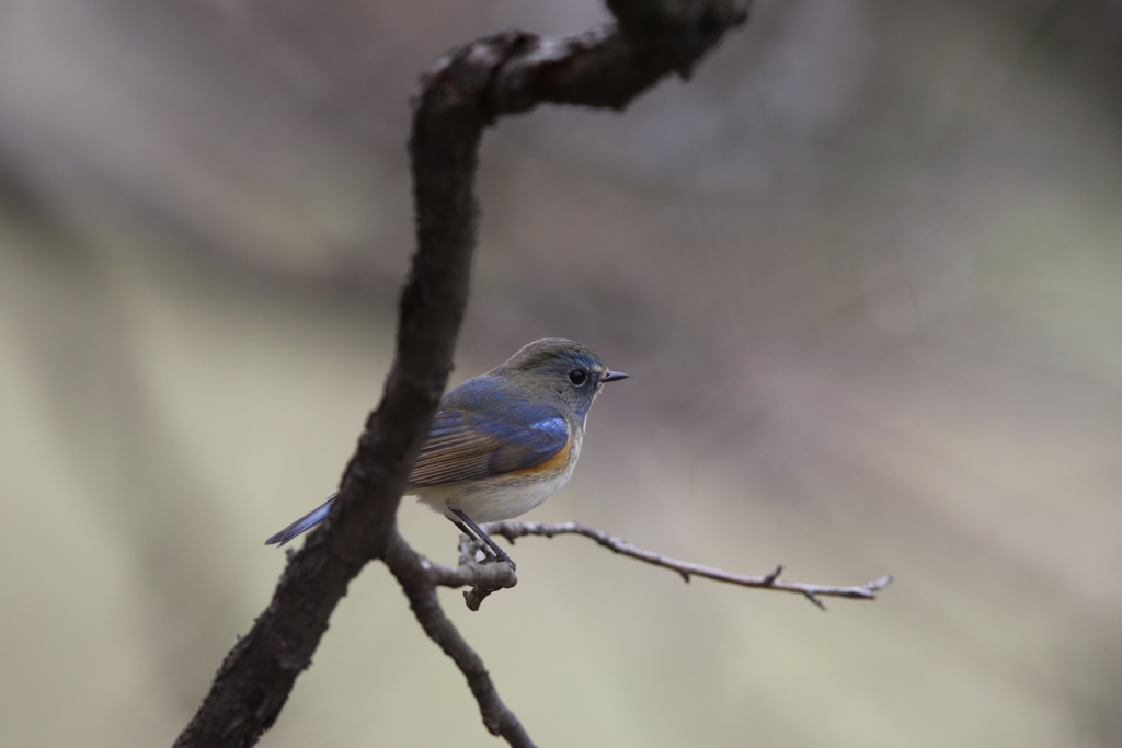 f:id:wildbird_zp:20160314171715j:plain f:id:wildbird_zp:20160314171715j:plain