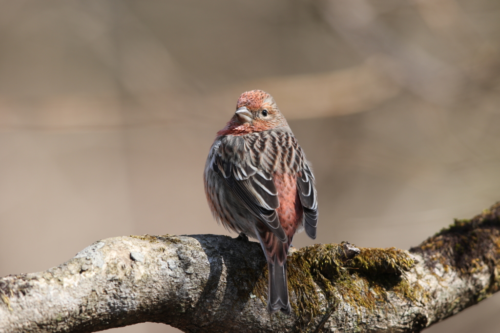 f:id:wildbird_zp:20160314171825j:plain f:id:wildbird_zp:20160314171825j:plain