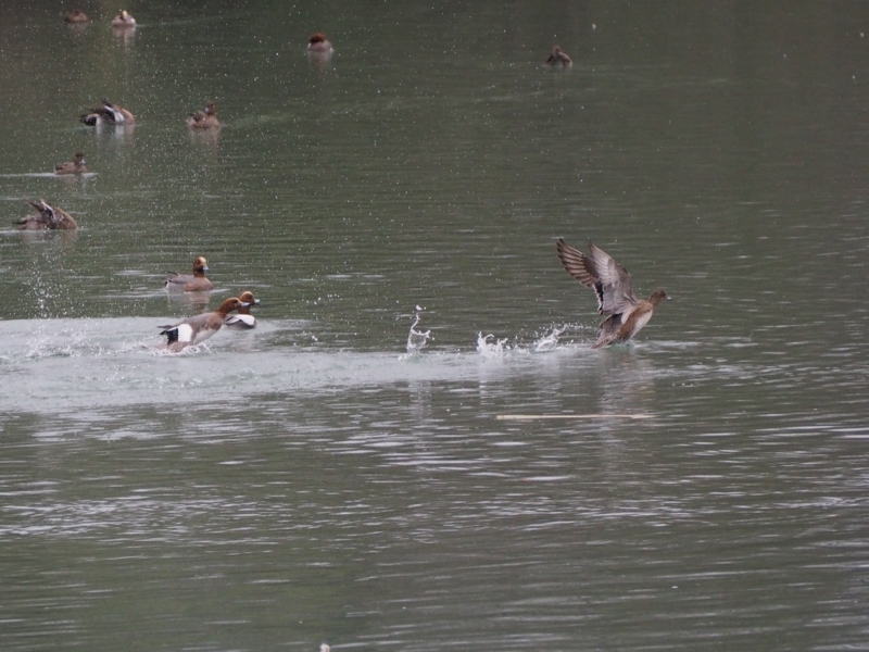f:id:winged1:20150420115029j:plain f:id:winged1:20150420115029j:plain
