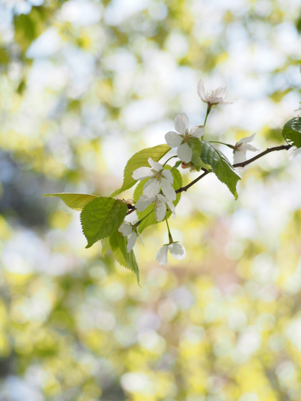 f:id:winged1:20150426101541j:plain f:id:winged1:20150426101541j:plain