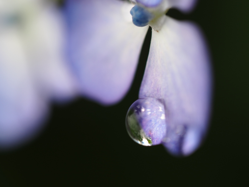 f:id:winged1:20150612124659j:plain f:id:winged1:20150612124659j:plain