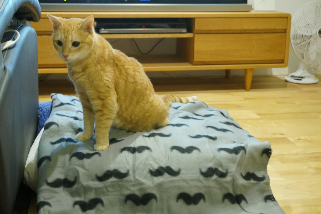 f:id:withTora:20151202135712j:plain f:id:withTora:20151202135712j:plain