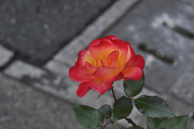 f:id:wonodas:20100103165455j:image:w160