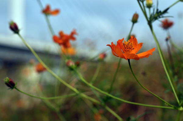 f:id:wonodas:20101103223046j:image