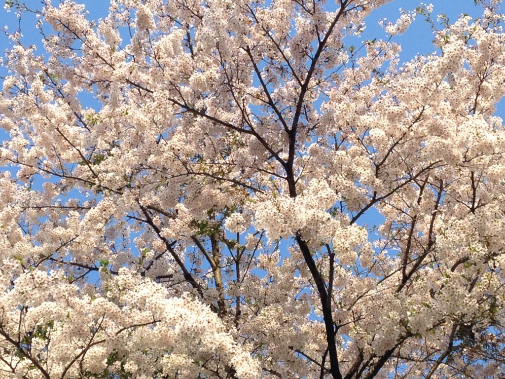 f:id:wordleaf:20160504193904j:plain