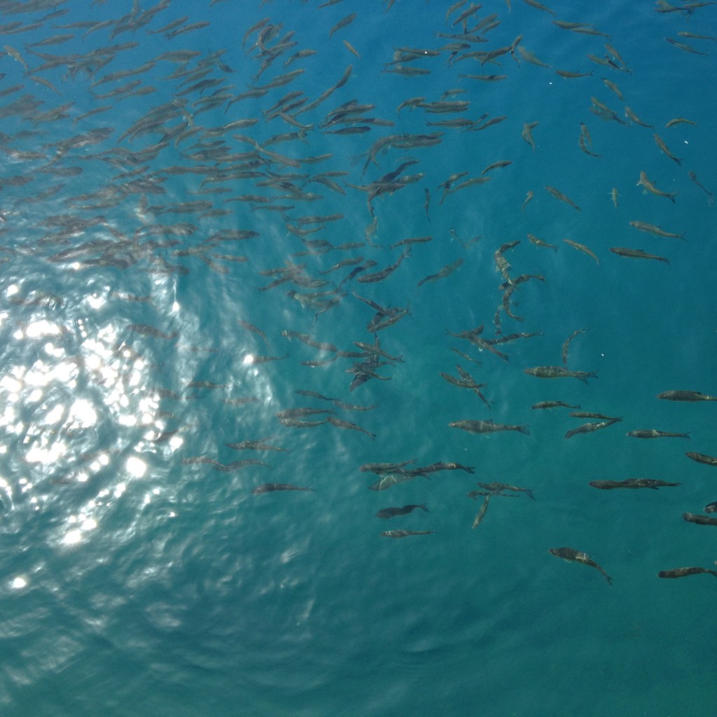 f:id:wordleaf:20160504204154j:plain