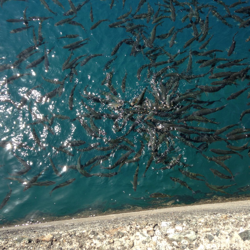 f:id:wordleaf:20160504204226j:plain