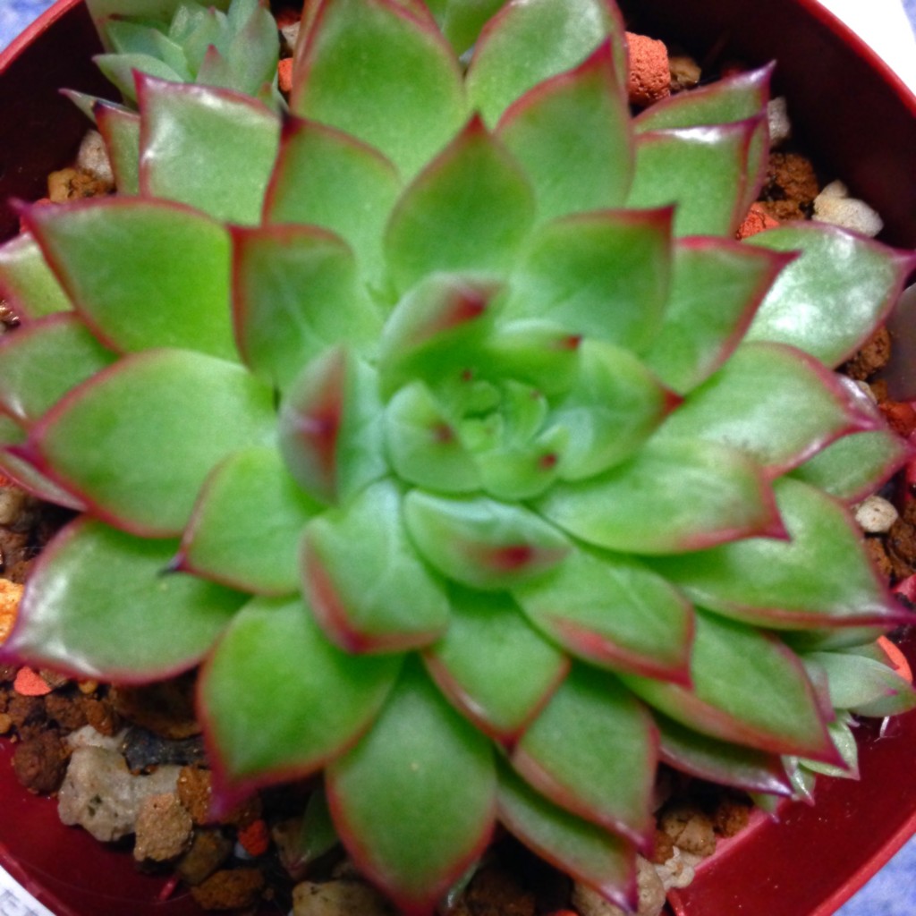 f:id:wordleaf:20160504231508j:plain