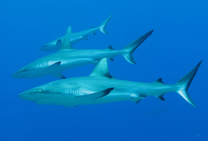 f:id:worldtrip-for-diving:20150604231206j:plain f:id:worldtrip-for-diving:20150604231206j:plain
