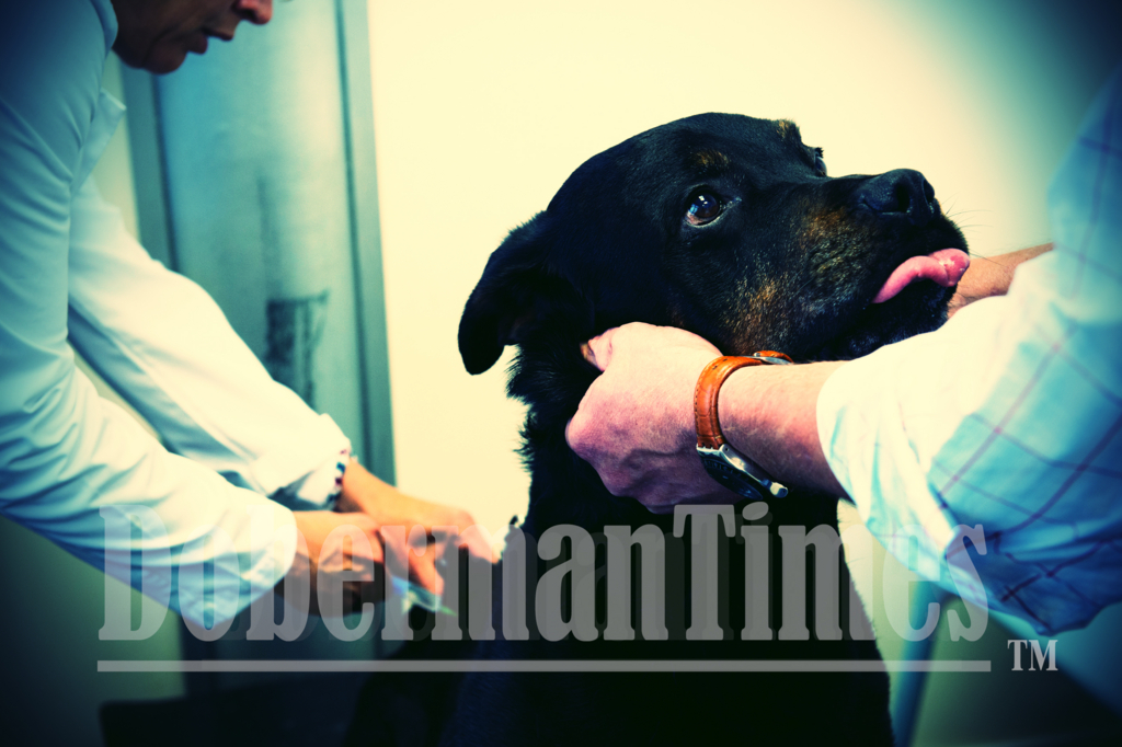 f:id:wwwhite10:20151207010947j:plain