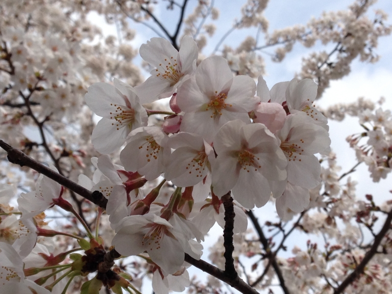 f:id:x_mizucha:20140402135610j:image:w360 f:id:x_mizucha:20140402135610j:image:w360